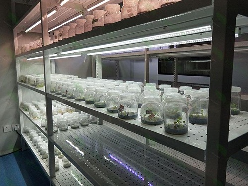 嘉禾植物组织培养实验室设计建设方案
